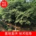 自产自销精品嫁植3年胸径10-15公分榉树，成活率高。