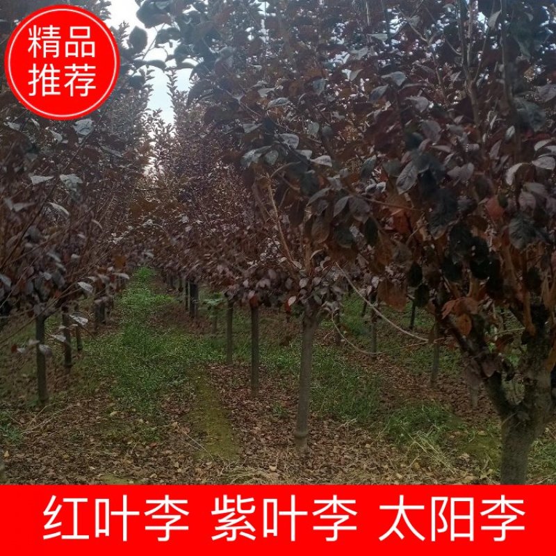 精品红叶李.紫叶李.太阳李现货量大规格齐全