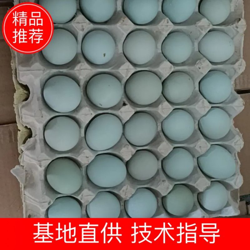 双色到位绿壳蛋乌鸡蛋零售批发。。。。。。。。。。