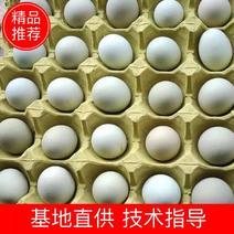 散养绿壳鸡蛋养殖户批发零售支持带发