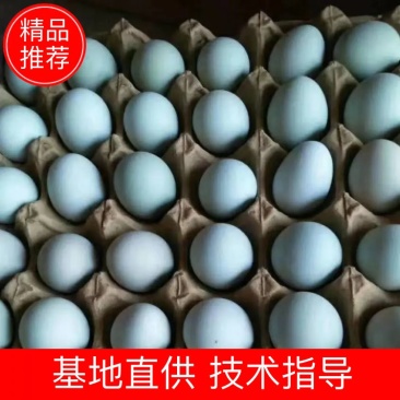 精品乌鸡蛋绿壳蛋土鸡蛋产地直销量大优惠。