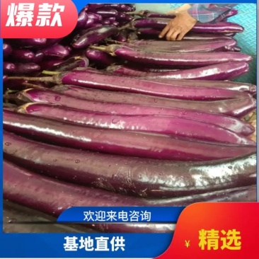 精品紫茄大量上货要的老板联系