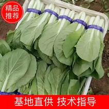 山东优质小青菜快菜精品直供欢迎电话联系对接市电商平台