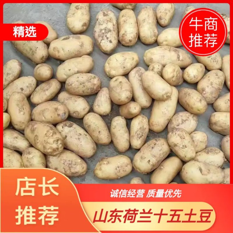 【推荐】山东土豆品类规格齐全量大质优一手货源可视频看货