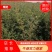 吉林精品五角枫树苗元宝枫树苗基地直发一手货源