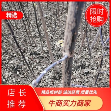 吉林精品糖槭苗产地直发品质保证一手货源量大从优