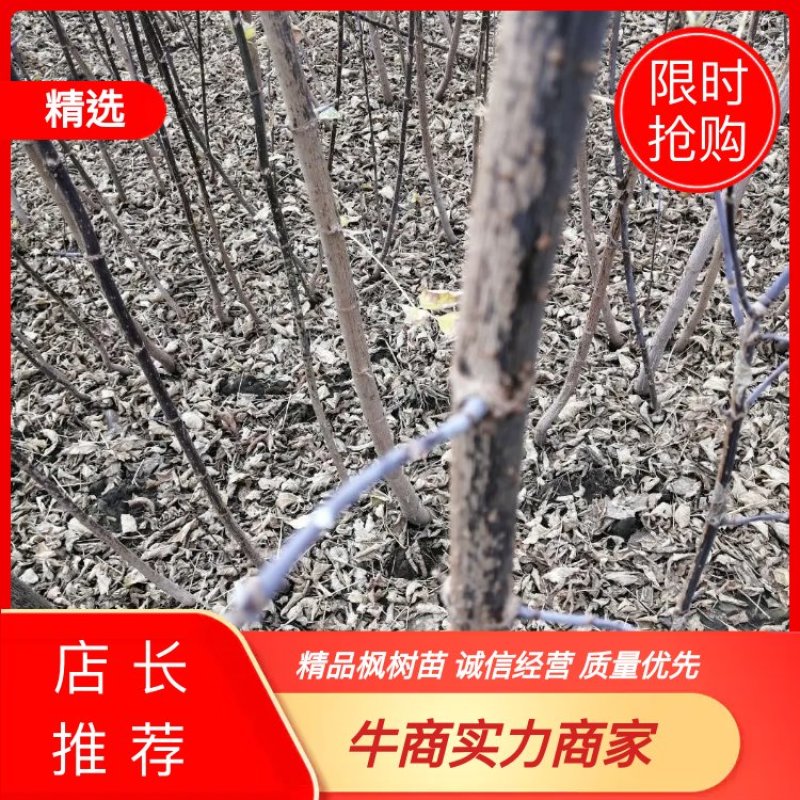 吉林精品糖槭苗产地直发品质保证一手货源量大从优