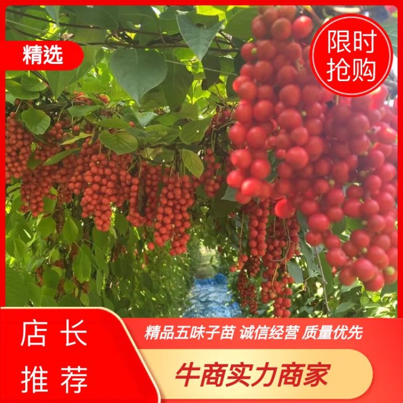 精品五味子苗，建园和占地均可，量大从优，产地直发。