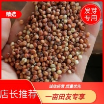 高粱，美梁净货，大量供应，广州仓库装货，常年现货供应