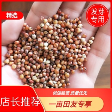 精品高粱，美梁，净货，现货供应，大量出售