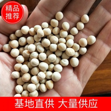 白豌豆。精品进口白豌豆大量批发，白豌豆。
