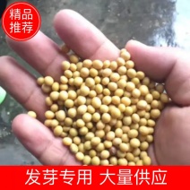 【精品】黄豆优质，发芽专用，现货供应。