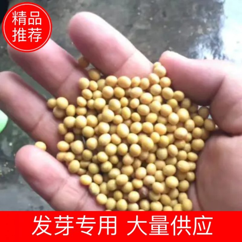 【精品】黄豆优质，发芽专用，现货供应。