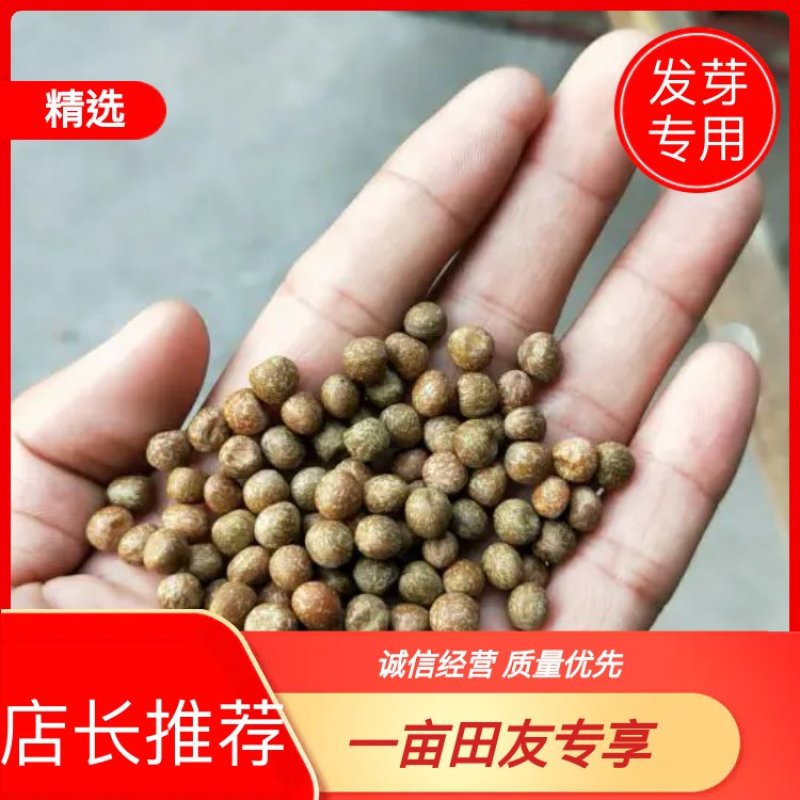 【精选】一号麻豌豆，芽苗菜专用，大量供应
