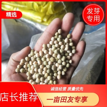 白豌豆，精品新疆白豌豆，白豌豆，发苗专用