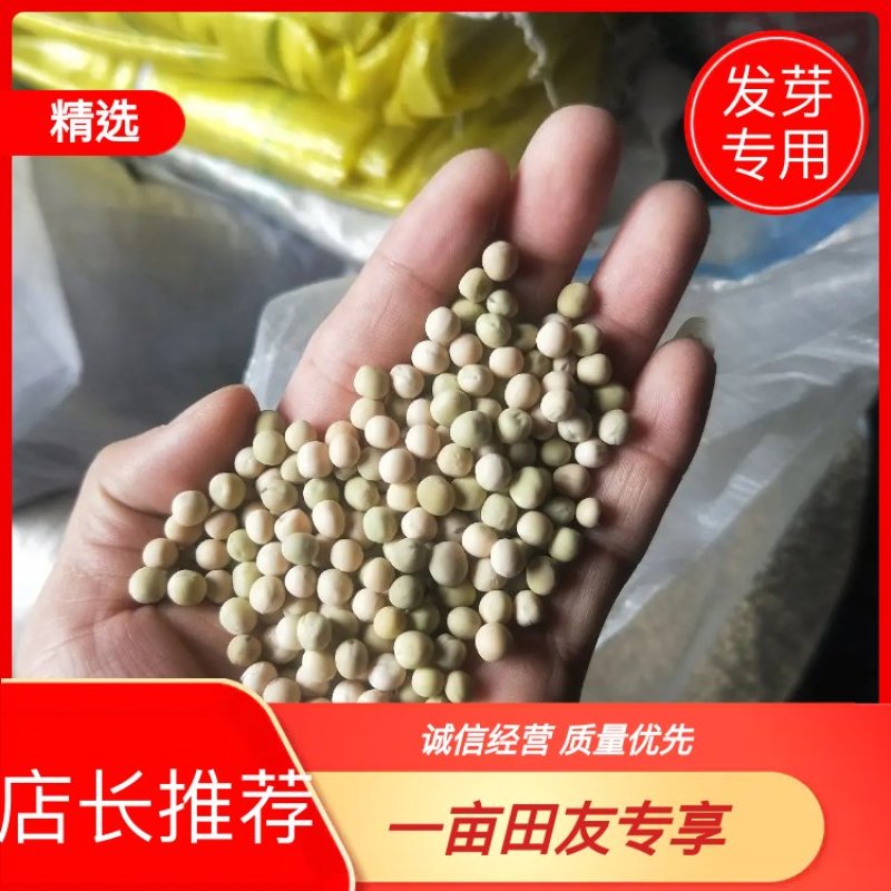 白豌豆，精品新疆白豌豆，白豌豆，发苗专用
