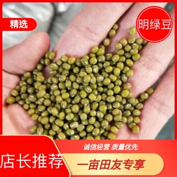 明绿豆袋装，发芽专用，大量供应，品质保障