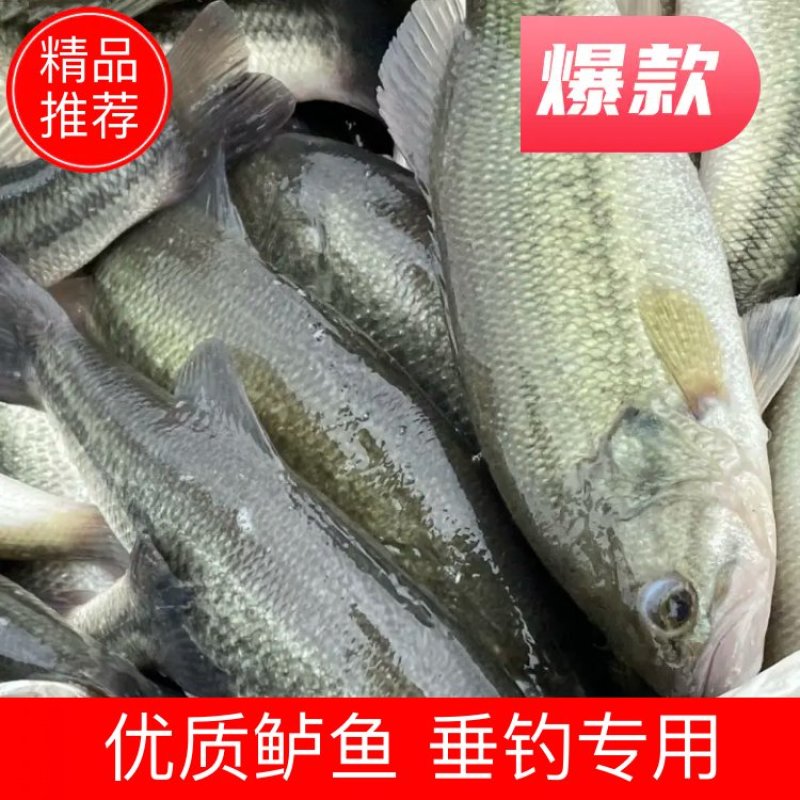 鲈鱼：垂钓专用，开口好！质量保证，价格优惠，塘口一手货源