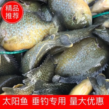太阳鱼，钓场专用开口好，价格优惠，可送货上门，塘口一手货源