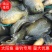太阳鱼，钓场专用开口好，价格优惠，可送货上门，塘口一手货源
