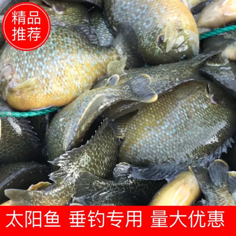 太阳鱼，钓场专用开口好，价格优惠，可送货上门，塘口一手货源