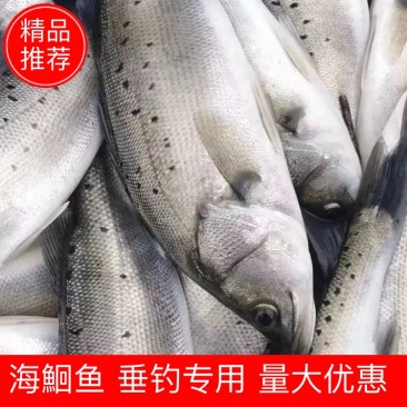 垂钓专用，食用淡水海鲈鱼海鲈海鲈海鲈海鲈海鲈