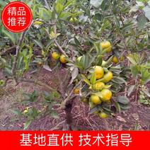 【荐】蜜橘苗30~50cm品种保证成活率高假一赔百