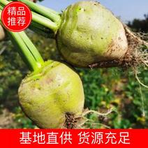 山东肥城芥菜头（辣菜疙瘩）4两以上量大质优，货源充足！