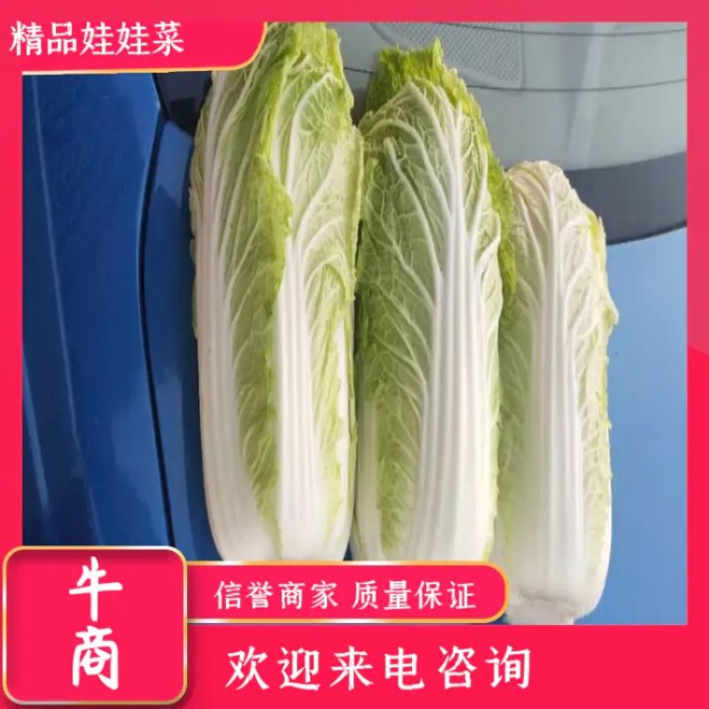 精品苏北娃娃菜大量供应中，欢迎客商来选购