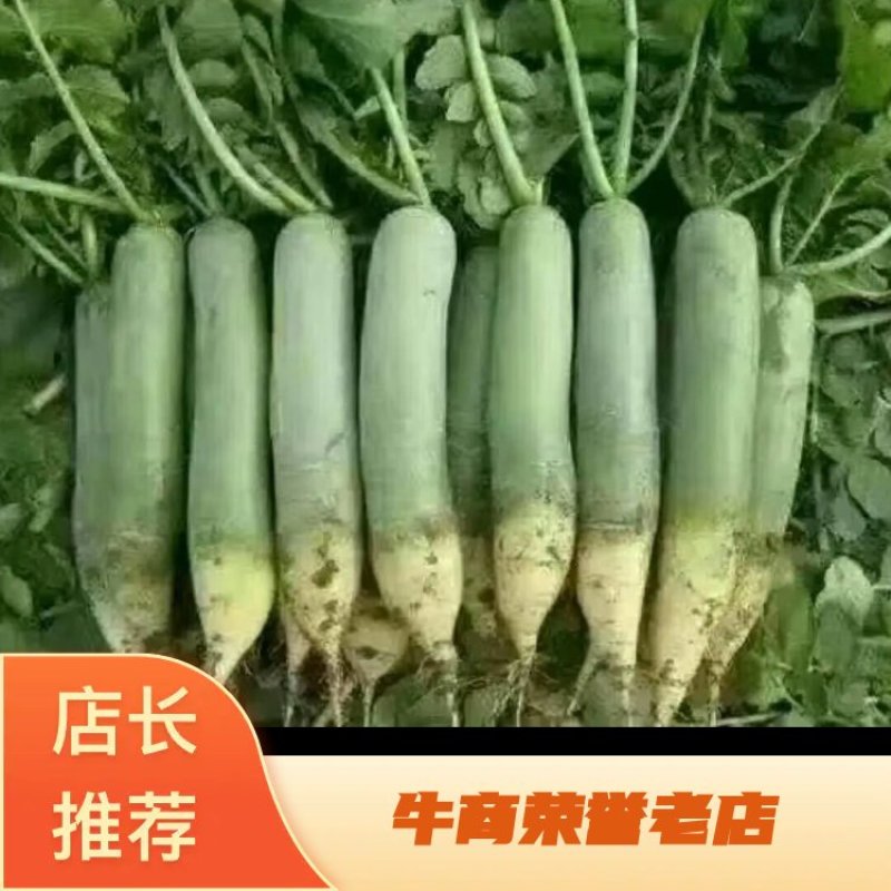 潍坊青萝卜，口感脆甜，人工免费！产地批发价格便宜