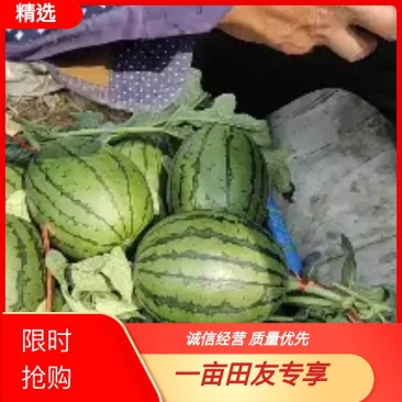 潍坊西瓜产地批发，全美2k吊瓜，地爬瓜，山东潍坊产地一手