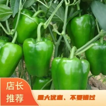 【产地直销】圆椒，一手货源，量大从优，欢迎来电咨询