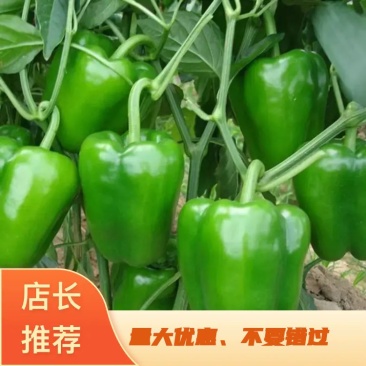 【产地直销】圆椒，一手货源，量大从优，欢迎来电咨询