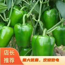 【推荐】圆椒太空椒山东济南商河西赵大棚基地，量大从优