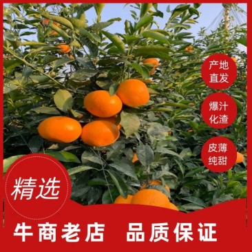 真品精品，沃柑广西，果头大细皮，欢迎全国客商采购咨询