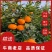 真品精品，沃柑广西，果头大细皮，欢迎全国客商采购咨询