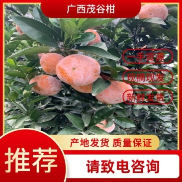 真品茂谷柑，茂谷柑广西崇左市扶绥县，果大，汁多，