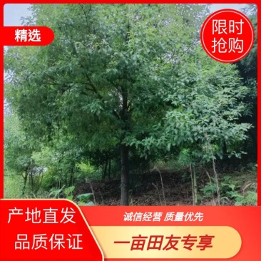 10--15全冠香樟