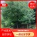 10--15全冠香樟
