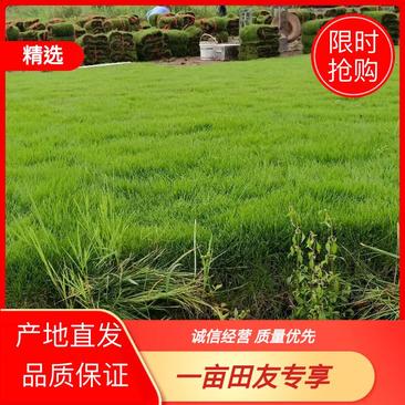 广东台湾草皮草块，湖南郴州卷草
