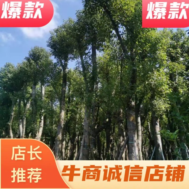 15的骨架香樟袋苗，湖北香樟
