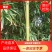 湖北绿竹，广东竹子，福建刚竹