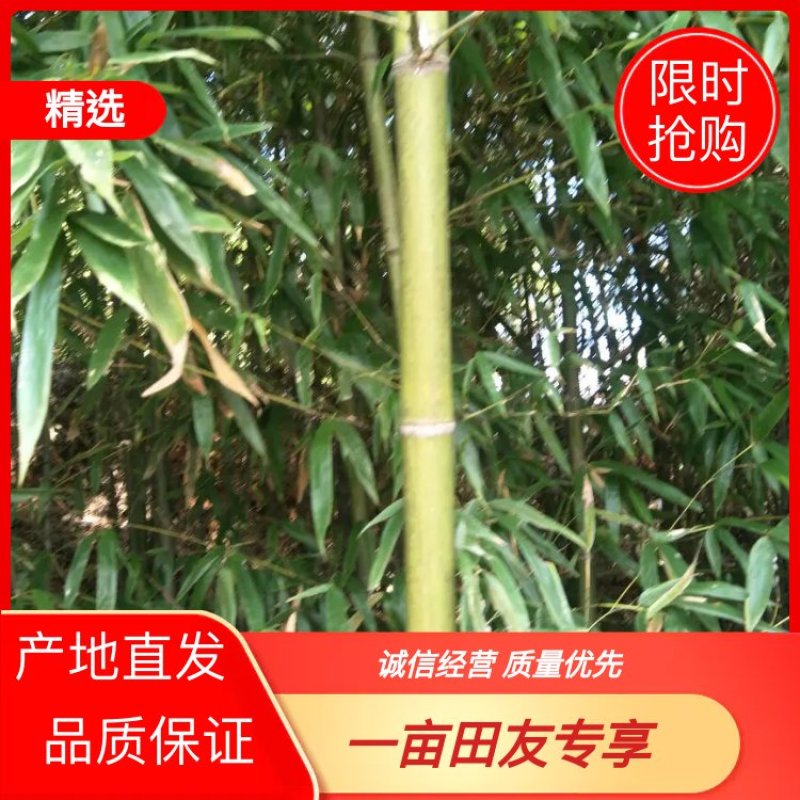 湖北绿竹，广东竹子，福建刚竹