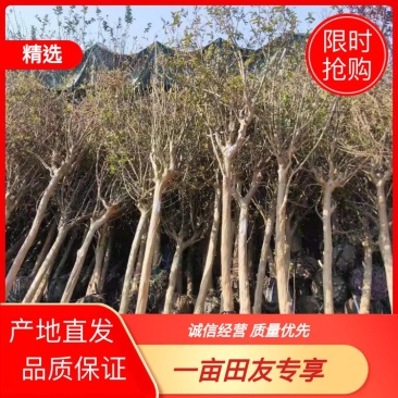 8公分紫薇，湖南紫薇，基地直销，现场现挖，造型紫薇