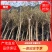 8公分紫薇，湖南紫薇，基地直销，现场现挖，造型紫薇