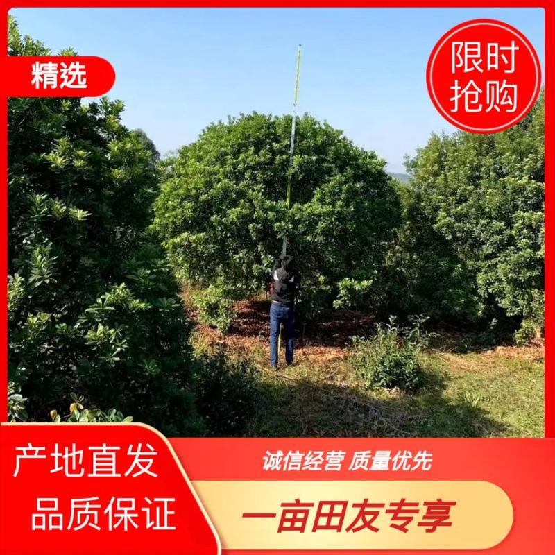 精品杨梅树，郴州杨梅树，广东2.5的杨梅球，福建杨梅地苗
