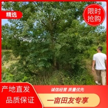 乌桕丛生乌桕，单杆乌桕朴树