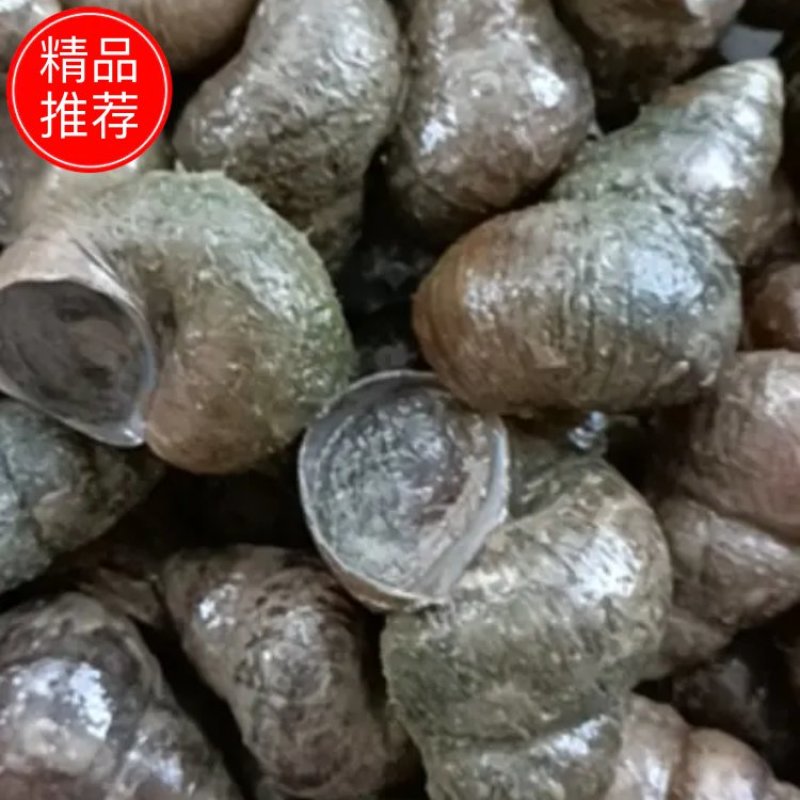 潜江养殖薄壳螺蛳，质量好，炮头多，1.6以上的不封顶