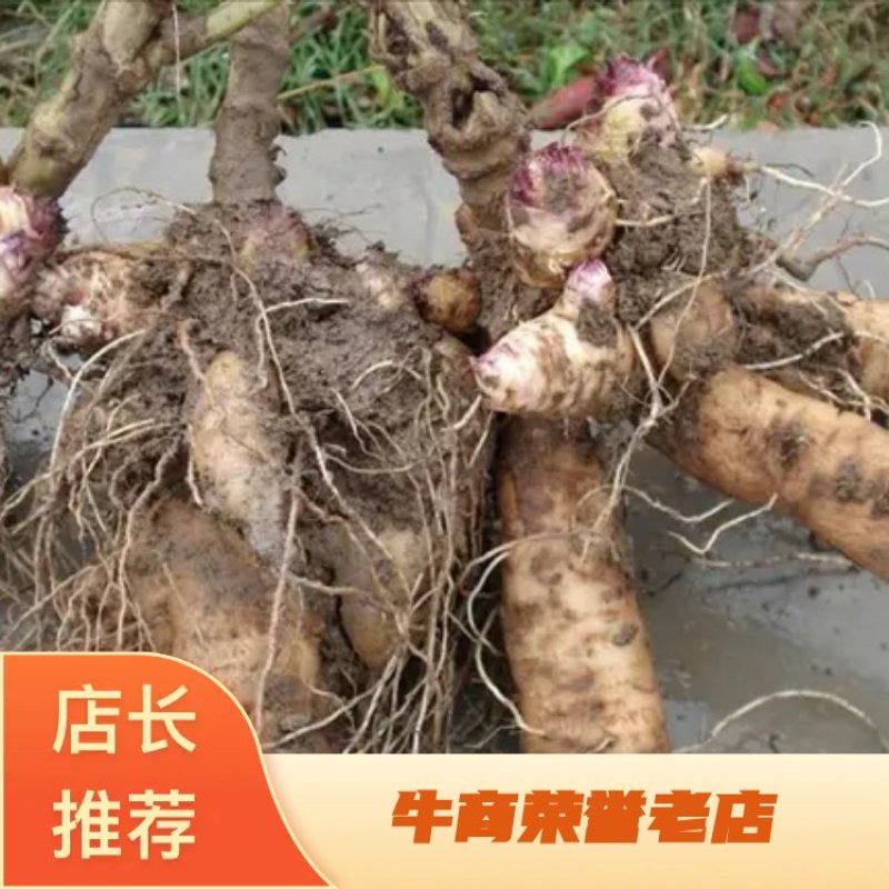 大量收购鲜玄参，产地不现，有货源的清予我连系