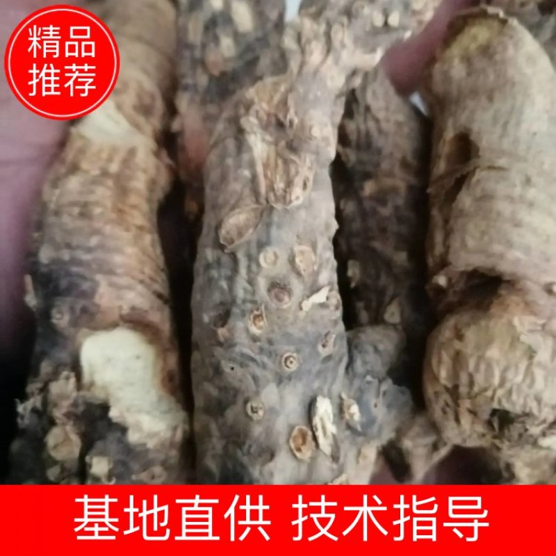 大量收购鲜知母，两年以上的，产地不现，有货的请予我连系
